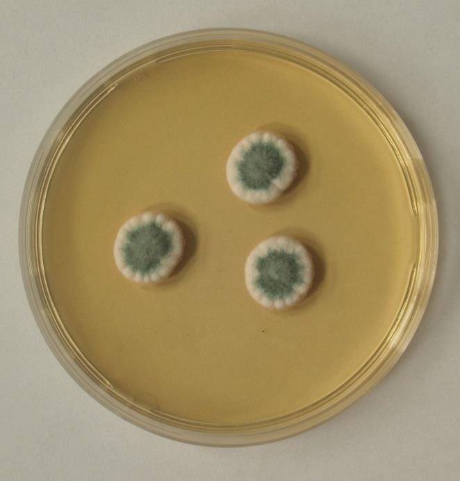 Penicillium verrucosum - líc