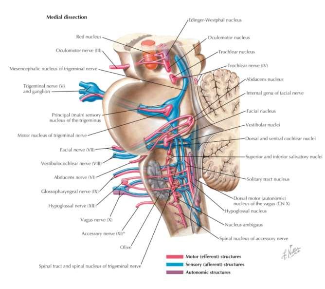 Pohled na jádra hlavových nervů z mediální strany Motorická