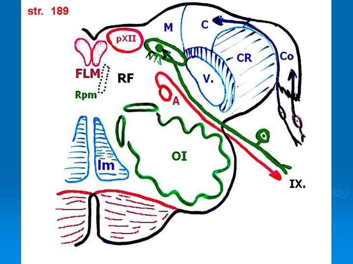 Schema prof.