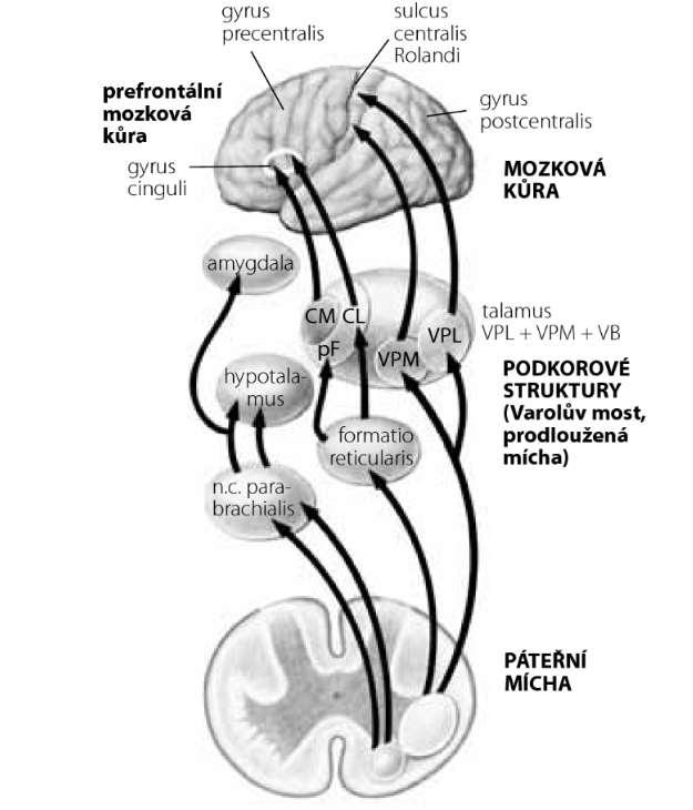 Nucleus parabrachialis Zpracovává chuťové a VS informace + bolest spoje do Hy, Amy Afektivně