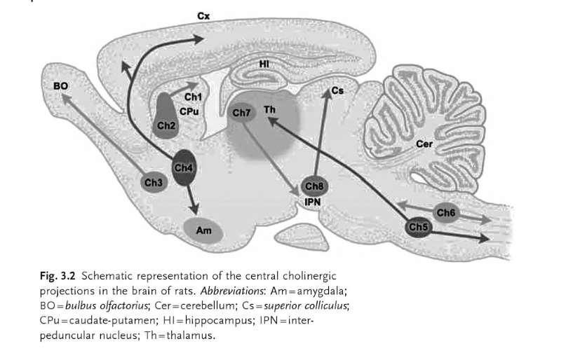 Cholinergní skupiny neuronů v telencephalon a kmeni (potkan) Neurotransmitters and
