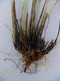 Rod Carex - diagnosticky významné znaky Listová pochva - dolní část listu,