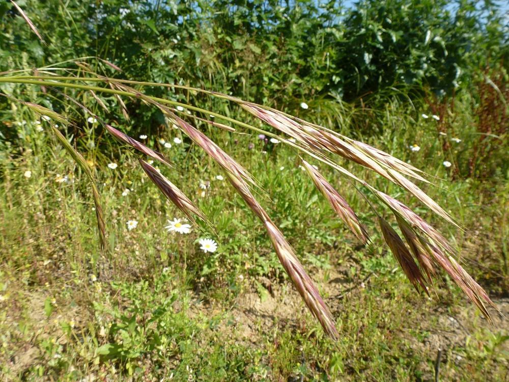 Ceratochloa (DC. & Beauv.) Griseb. - sveřepovka Vytrvalé, klásky silně zploštělé, plucha ostře kýlnatá, osiny krátké nebo chybí. Ceratochloa carinata (Hook.