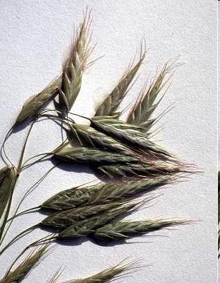 Bromus commutatus Schrader sveřep luční