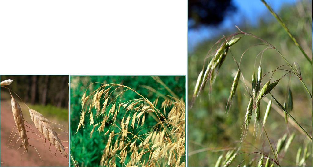 Bromus japonicus Thunb. sveřep japonský Prašníky 0,5-1,5mm, větve laty větš.
