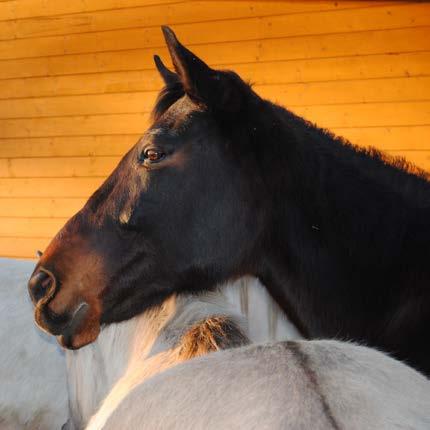 VÝLETY: Stejně jako v minulých letech byla pravidelná hiporehabilitace 4-6x týdně doplněna průběžným výcvikem koní a výlety s koňmi do krásného okolí Bystřice.