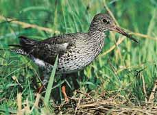 Ostravsko Na zamokfien ch loukách v jimeãnû hnízdí bekasina otavní (Gallinago gallinago). 2 Podmáãené louky jsou útoãi - tûm kriticky ohroïeného vodou e rudonohého (Tringa totanus).