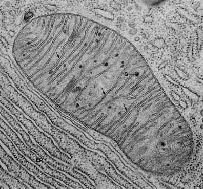 kódu 37 genů 3 000 mitochondrií vajíčko až