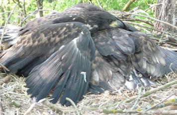 Jihomoravský kraj je hustě zalidněný a intenzivně využívaný a hnízdiště orlů mořských je nutné pravidelně kontrolovat a s vlastníky pozemků domlouvat náležitou ochranu.