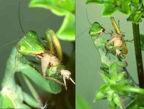 Mantis religiosa