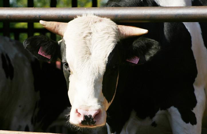 V areálu farmy je již rok provozován instalován automat na čerstvé kravské mléko s vys. podílem tuku.