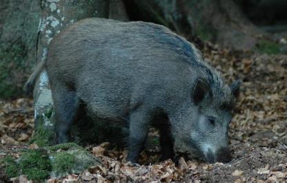 % n % Sus scrofa 5 - - 1 20,0 3 60,0 1 20,0 Capreolus capreolus 9