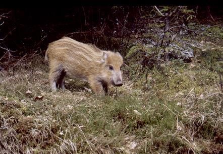 elaphus Capreolus