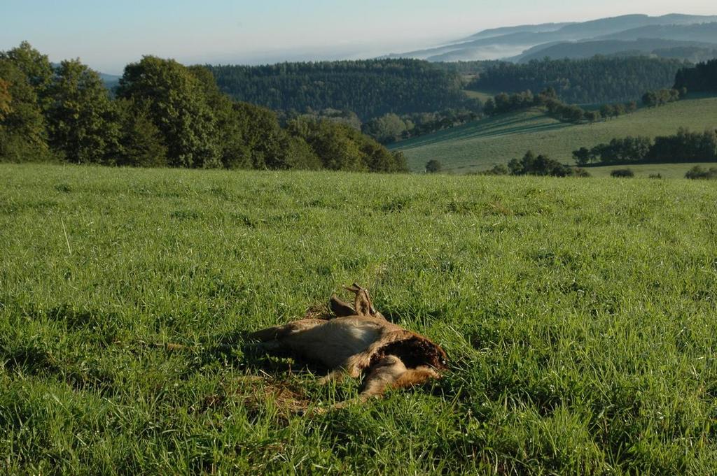 Poměr pohlaví a věková struktura stržené spárkaté zvěře rysem druh n poměr pohlaví samci samice mláďata n % n % n % Cervus elaphus 146 1 0,68 21 14,38 124 84,94