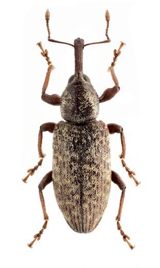 Dryophthoridae Sphenophorus abbreviatus (Fabricius, 1787) (Obr. 5). Bohemia or., Chvojenec (5961), 8.IX. 2013, 1 ex. pod hroudou na poli, M. Bogapov lgt. et coll., P. Boža det.; Pravy (5859), 7.VI.