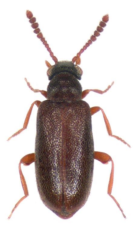 Západočeské entomologické listy (2016), 7: 46 47 ISSN 1804-3062 Faunistické zprávy ze západních Čech 10 Coleoptera: Aderidae TĚŤÁL I. 2016: Faunistické zprávy ze západních Čech 10.