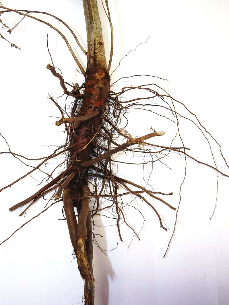 Root systems of European beech 3