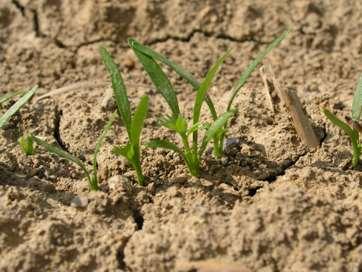 Agrotechnika kmínu, obecné podmínky (2letý a ozimý) Plochy kmínu v ČR cena komodity. Vhodnými předplodinami jsou obiloviny a okopaniny.