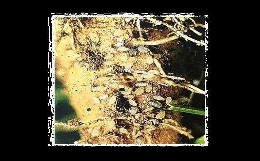 Chování mšic na kořenech kmínu mšice produkují vosk, který pokrývá je i půdní částice okolo kořen napadené rostliny získává hrubozrný vzhled příznak (slunéčka v