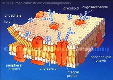 Struktura a funkce rostlinné buňky cytoplazmatická membrána funkce stavba fosfolipidy glykolipidy steroly