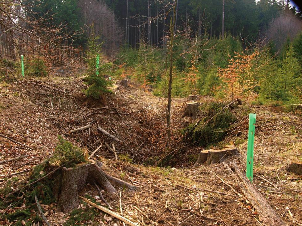 Acta rerum naturalium 10: 1 10, 2011 a sejpů, které byly zaměřeny pomocí GPS Garmin 60CSx. Přesnost GPS dosahuje odchylky do 5 m, ve velmi husté vegetaci klesá přesnost na 8 m.