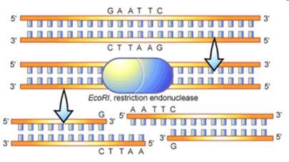 Geny odvozené od různých populací se liší: v sekvenci DNA v místech pro štěpení restrikčními enzymy v délce řetězce DNA ohraničené restrikčními místy specifický profil proužků odpovídající určitému