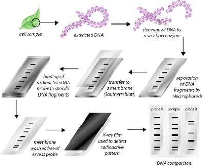 RFLP Polymorfismus délky restrikčních fragmentů vyextrahování DNA ze vzorku je rozštěpení molekuly na