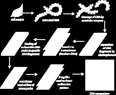 6, 8) podle rozeznané sekvence dokáží DNA v konkrétním místě rozštěpit fragmentace DNA na díly, které