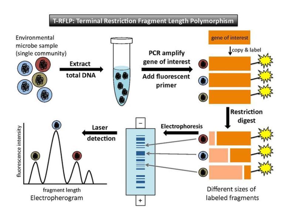 Terminal Restriction Fragment Length Polymorphism Profil mikrobiální komunity na základě pozice restrikčního místa v 16S rrna PCR - využití fluorescenčního značení primerů na 5 konci Založena na