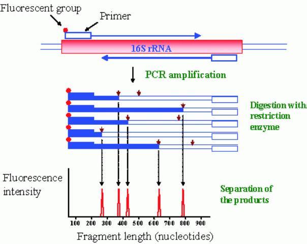 T-RFLP separace fingerprintu pomocí kapilární nebo polyakrylamidové