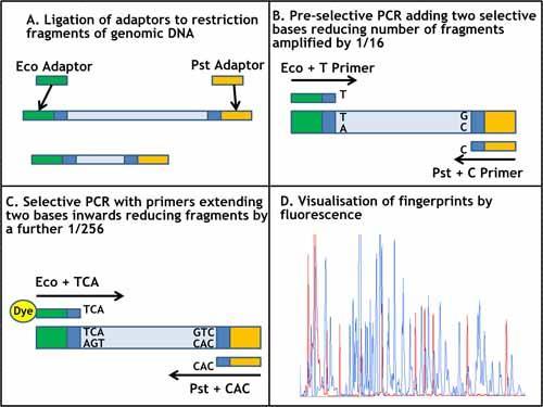 AFLP-PCR AFLP - Amplified fragment length polymorphism Restrikční enzymy rozštěpí genomickou DNA Ligace adaptorů na lepivé konce restrikčních fragmentů Amplifikace restrikční fragmentů PCR primery
