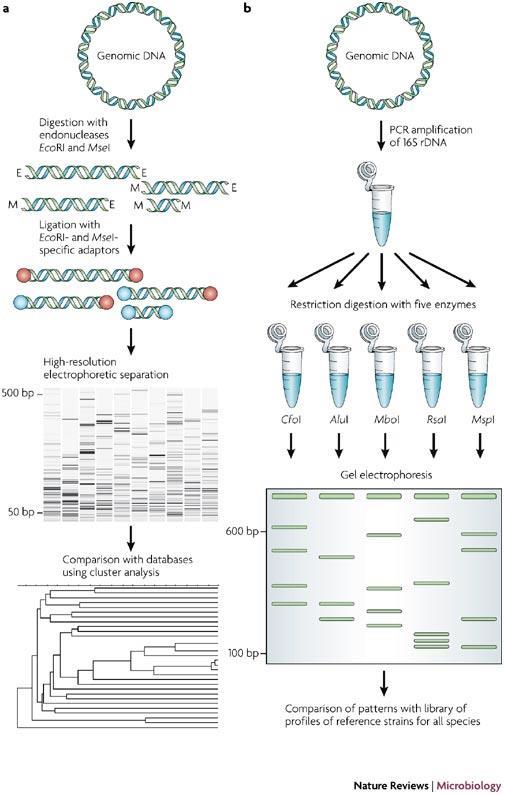 ARDRA Amplified Ribosomal DNA Restriction Analysis (ARDRA) (Vaneechoutte et al.