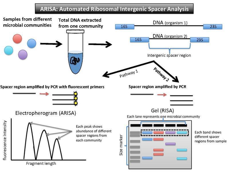RISA/ARISA (Automated) Ribosomal Intergenic Spacer Analysis (A-RISA) prokaryotická DNA kodující vysoce konzervativní 16SrRNA a 23SrRNA geny mezi těmito dvěma geny se nachází tzv.