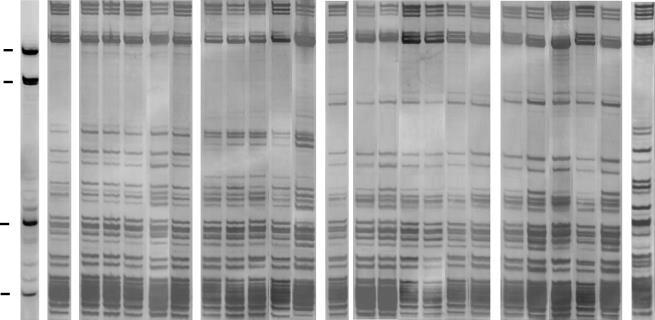 Reasociace DNA - Teplotní denaturace, renaturace, sledování míry reasociace (např.