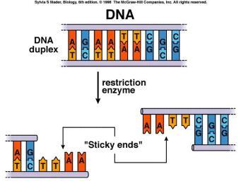 párů ovlivňují průběh tání fragmentu DNA a následně rychlost migrace v denaturačním gradientu
