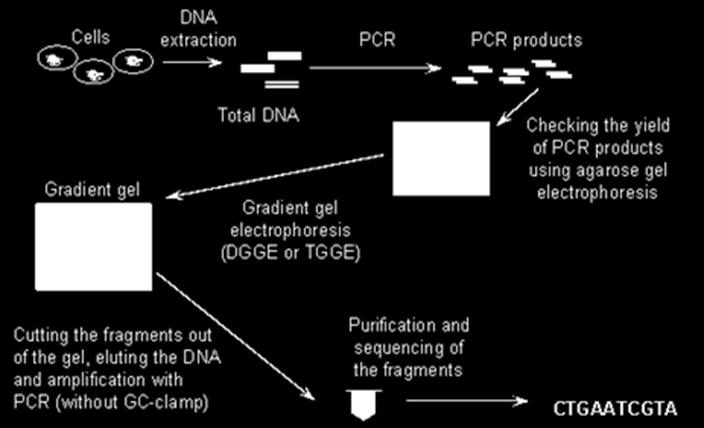 CG-svorkou PCR produkt pak obsahuje dvoušroubovice,