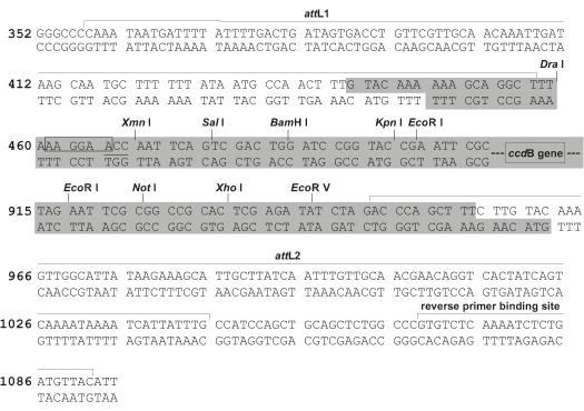 antibiotikum a (2) v sensitivním kmeni k ccdb