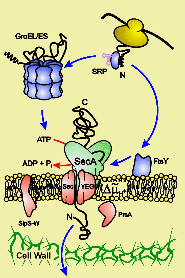proteiny se dají využít v medicíně) využití pro průmyslovou produkci proteas (prací prášky)