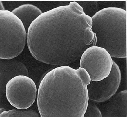 Saccharomyces cerevisiae (od 1979) SHUTTLE VEKTOR GAL1 promotor zajišťuje induktivní expresi vloženého genu T7 promotor/priming site umožňuje in vitro transkripci a sekvenaci inzertu T7 priming site