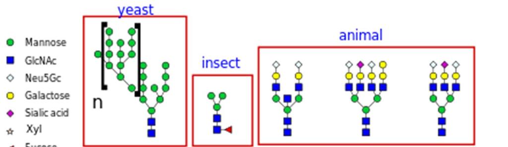 N-glycosylation in