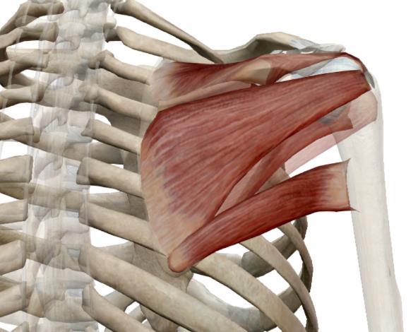 a) M. supraspinatus b) M. infraspinatus c) M. subscapularis d) M. teres minor e) Šlacha dlouhé hlavy bicepsu.