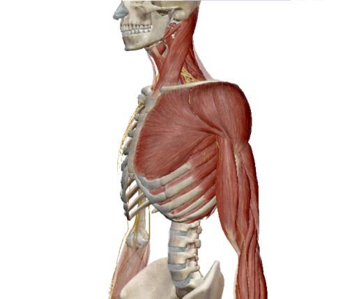 e) M. pectoralis major (klavikulární část) (DUNGL, 2005; KAPANDJI, 1970; DYLEVSKÝ, 2009; VÉLE, 2006) Obrázek 2 Svaly pletence ramenního- laterálněji (Zdroj: Muscle premium) Obrázek 3 Svaly a nervy