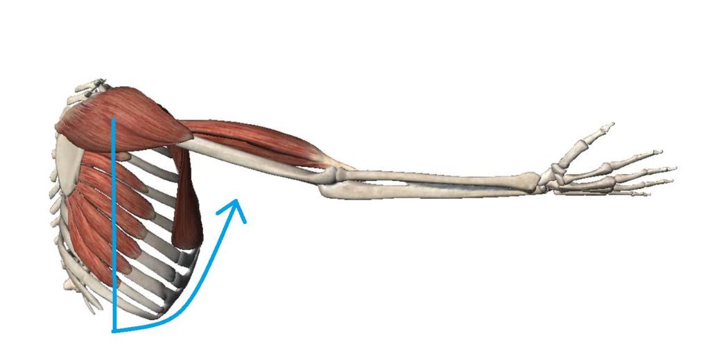 Obrázek 6 Flexe (Zdroj: Muscle premium) 3.