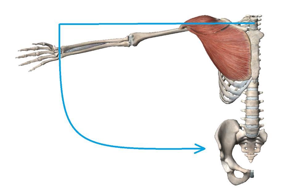3.4 Addukce Klíčové svaly pro pohyb připažení- addukci jsou m. teres major, m. latissumus dorsi, m. pectoralis major a mm. rhomboidei, pomocí kterých je dosažena addukce od 20-40 v sagitální rovině.