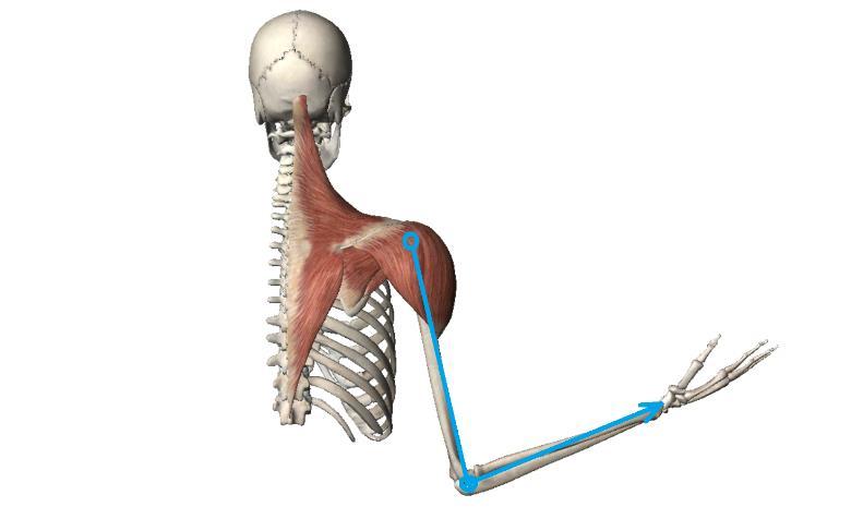 serratus anterior, m. pectoralis minor a horní vlákna m. trapezius.