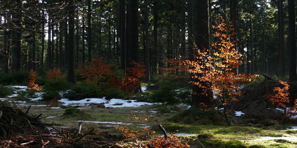 Přirozená obnova lesa Bašusova cesta, zmlazující se