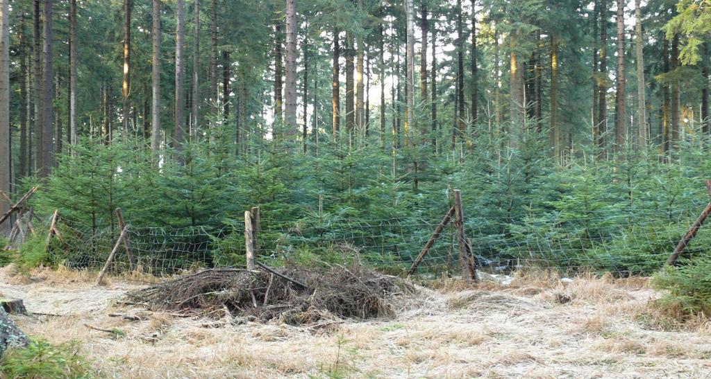 Výsadba MZD Hromová jedle, jedle bělokorá