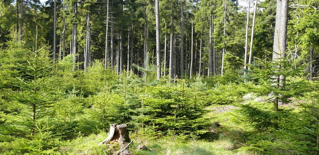 Přirozená obnova lesa Zmlazující se borovice lesní se smrkem ztepilým v EVL Raušenbašská