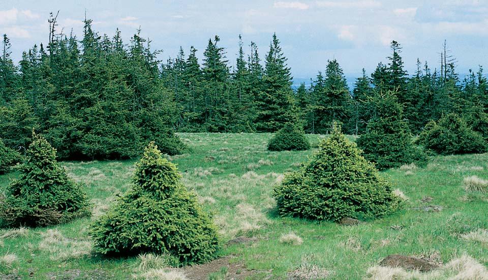 CHKO Jeseníky bezlesé hole s vegetací tfiíd Juncetea trifidi, Mulgedio-Aconitetea a Salicetea herbaceae.