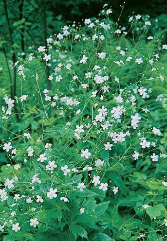 Olomoucko Pryskyfiník platanolist (Ranunculus platanifolius). nachází komplex vegetace svazû Pino- -Ledion a Oxycocco-Empetrion hermaphroditi, a také ra elini tû na Skfiítku.